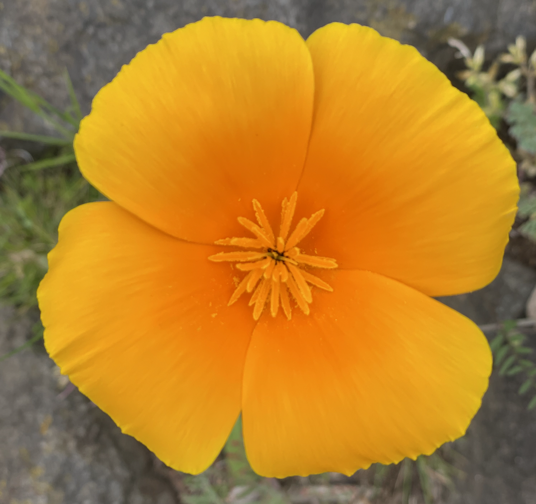 California Poppy